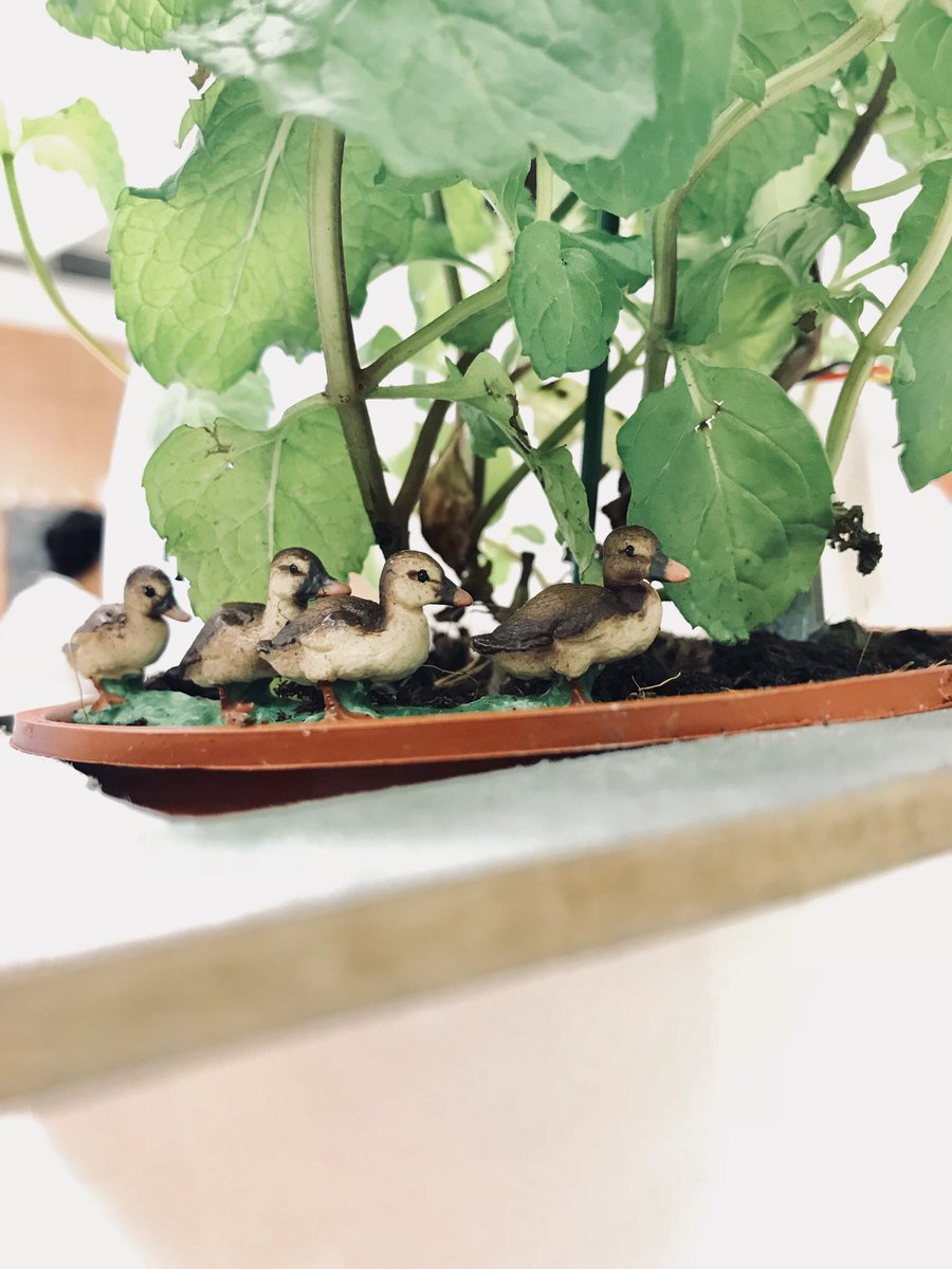 freshminty1's tweet image. Ducksss #ThisIsHowWeStem