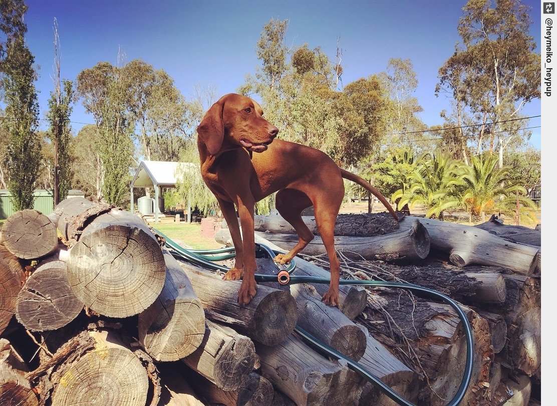 IngloriousDogs's tweet photo. Queen of the stumps π#walkerflat #riverdog #puppy #puppylove #dogsofinstagram https://t.co/OJEJQZwWL8