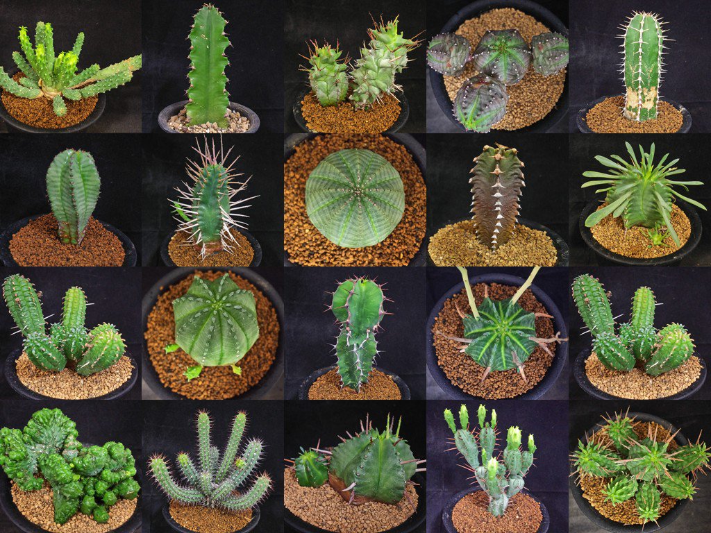 ブラウンマーケット レア系植物入荷です ユーフォルビア 3号鉢 各種 1000 00 形状がサボテン に似てることからサボテンモドキという名前で流通することもある不思議な植物 サボテンとの違いは根元にトゲ座があるかどうか それと折れると特有の