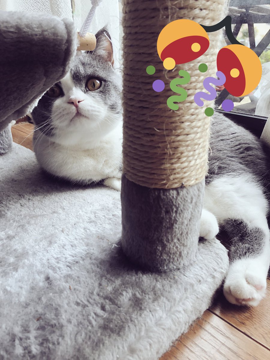 金魚鉢でめ 猫街1巻発売日 A Twitter あと本日うちのねこの1歳の誕生日です いやはやめでたいです 連載コミックス等々うちのねこ共々今後ともよろしくお願いします