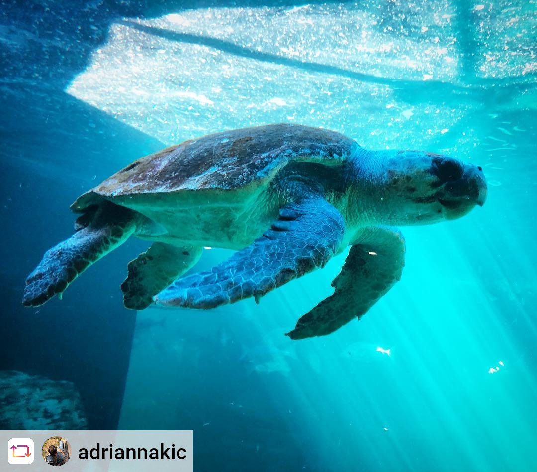 2OceansAquarium's tweet photo. π’ FLIPPERING Β· MAJESTIC π’
Our big boy #Nocawe is doing really well, building strength and simple being awesome on the road to recovery.
Help make a difference to #Noci and his friends: https://t.co/2dRegqzB2K #ProjectTurtle https://t.co/AcXNm2jB1n
