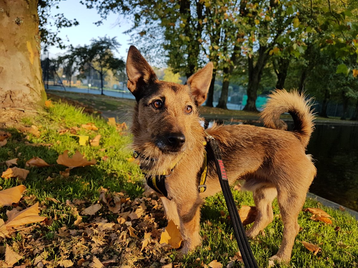 Changing Of The Leaves Crisp Fresh Air Here Are Some Of Our Dogs Enjoying Walks In The Fallen Leaves Cadbury Dexter Dan Dogstrust Ilfracombe Changing Of The Leaves Crisp Fresh Air Here Are Some Of Our Dogs Enjoying Walks In The Fallen Leaves Cadbury Dexter Dan Dogstrust Ilfracombe