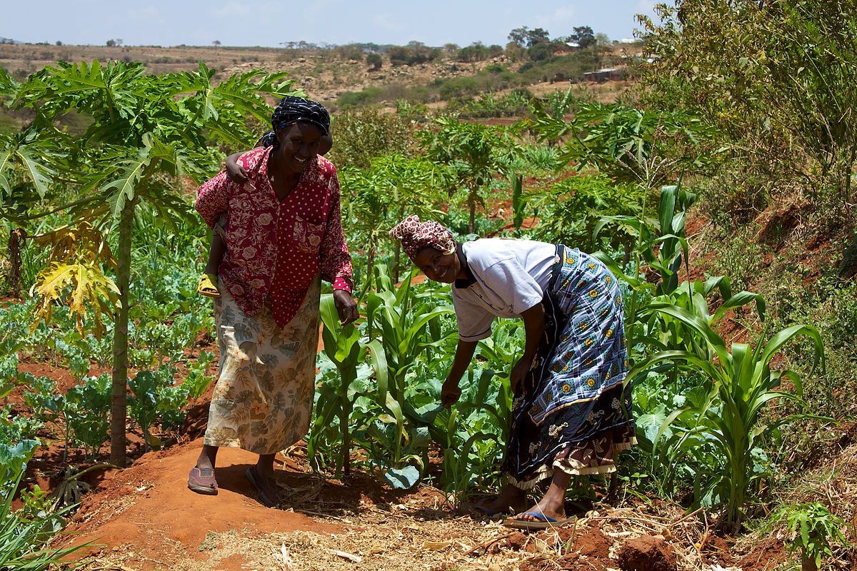 Biz_Agriculture's tweet photo. Google donates KSh100m to train Kenyan farmers in digital skills https://t.co/NTHJHjavfJ via @Biz_Agriculture #agribusiness #digitisation #GoogleforKenya #OneAcreFund https://t.co/W2X3Tox0iq