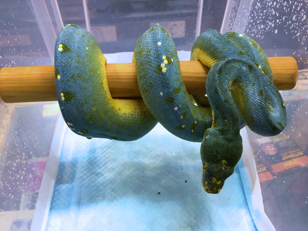 Sauria大東店 グリーンパイソン シクロップ ブルーコンドロ 極美個体 つい眺めてしまう美しさ お探しだった方は是非ご覧になってください ɛ