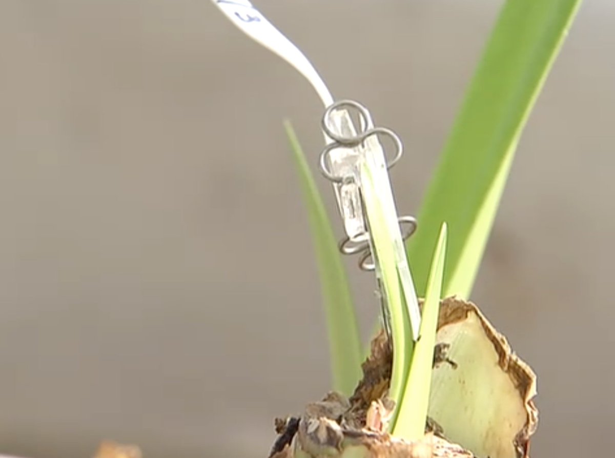 #Romberama, dé #Amaryllis #specialist, door steeds te zoeken naar en te werken met de #nieuwste #technieken en de #beste #teeltmethodes produceren en leveren we op een #duurzame manier de #beste #kwaliteit. Wil je over ons meer weten? Neem contact op via bit.ly/2ywbMcz