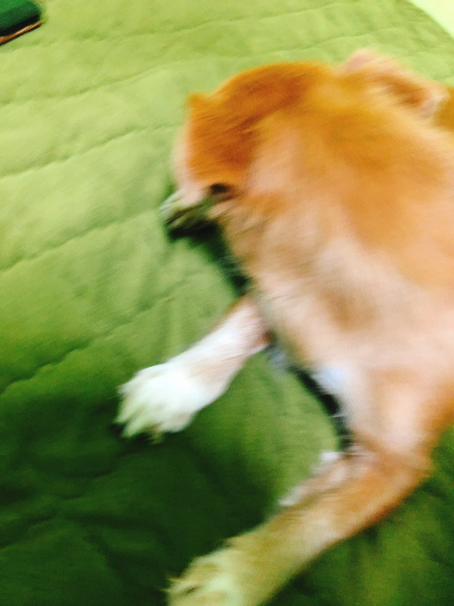 Iron__Kl's tweet photo. 아 밍밍아 쫌 https://t.co/Y9W0hUW2U2