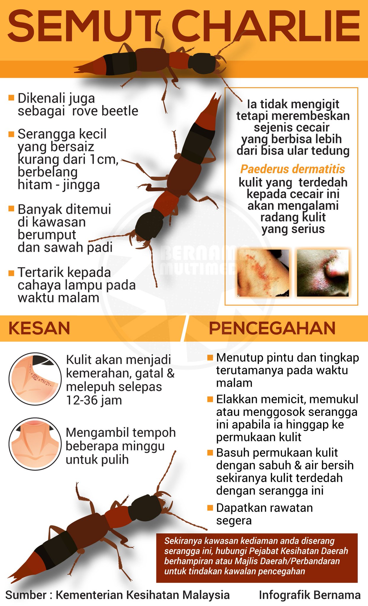 Bernama On Twitter Infografik Semut Charlie
