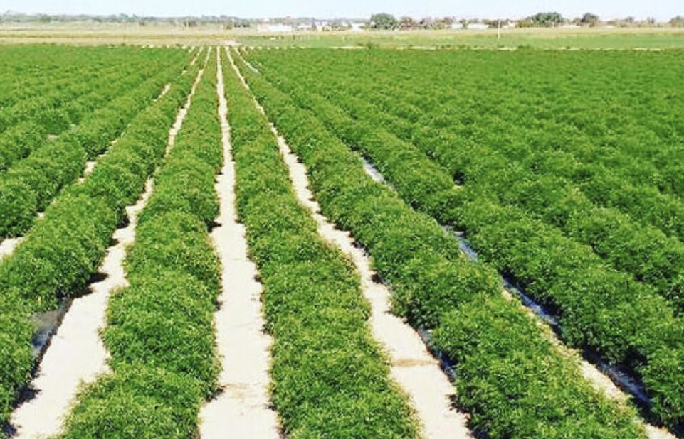 CTFOwithkell's tweet image. At #CTFO, our #CBD products utilize CBD Isolate oil, as well as the full spectrum #Cannabis plant mixed with #HempSeedOil Not all #hemp is created equal. Our CBD Oil is made from #NONGMO #PESTICIDEFREE, CO2 Extracted Hemp Oil using only #organic ingredients.