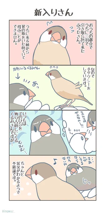 新入りのふうたさんとくるみさん。

#文鳥 #文鳥の日 #javasparrow 