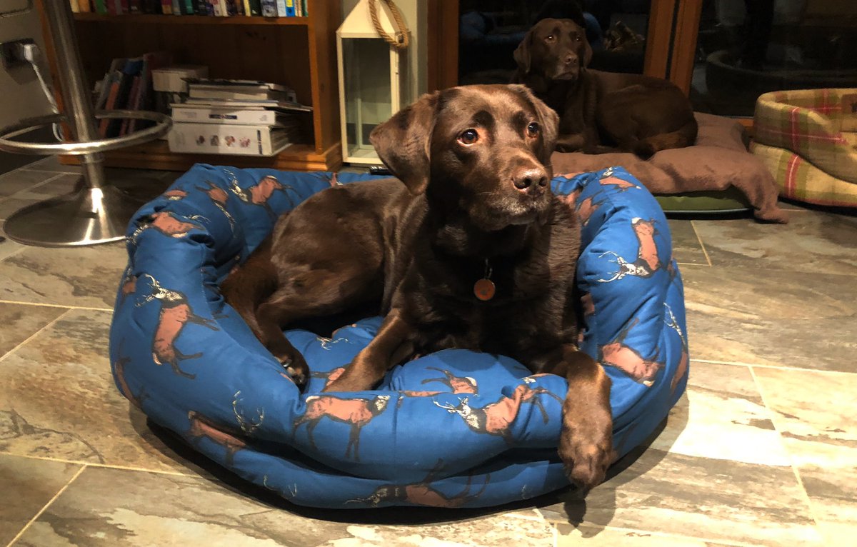 CollinsNets's tweet photo. Our new range of Dog Beds are proving to be really popular... especially the practical, hardwearing &amp; easy to clean County Cage Mattresses &amp; Duvets - ideal for working dogs.

Take a look here:
https://t.co/GZ40Yg6OPE

#workingdogs #TongueOutTuesday #DanishDesign @DanishDesignLtd https://t.co/aMd6ApKImb