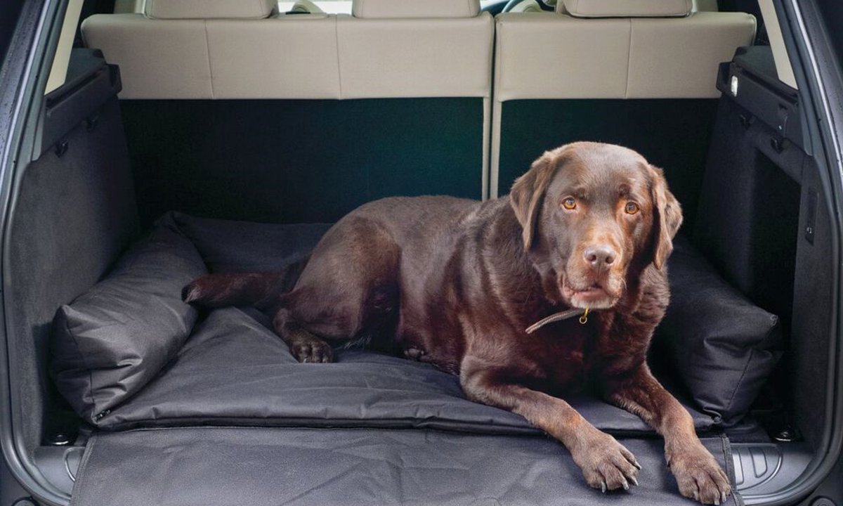 CollinsNets's tweet photo. Our new range of Dog Beds are proving to be really popular... especially the practical, hardwearing &amp; easy to clean County Cage Mattresses &amp; Duvets - ideal for working dogs.

Take a look here:
https://t.co/GZ40Yg6OPE

#workingdogs #TongueOutTuesday #DanishDesign @DanishDesignLtd https://t.co/aMd6ApKImb