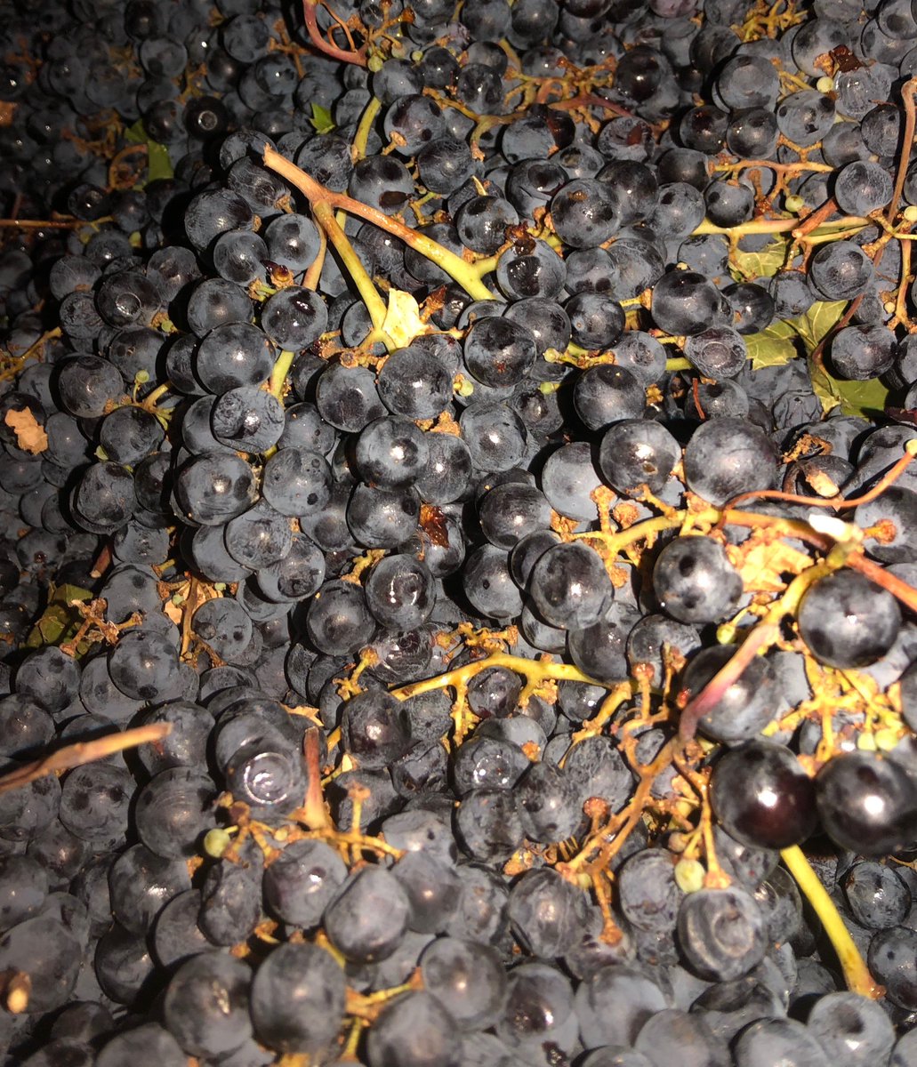 Our California Cabernet Sauvignon are in. Time for crush &amp; fermentation!!!