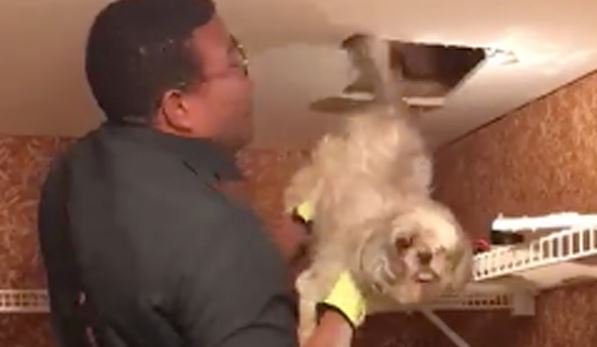 Life With Dogs (@lifewithdogstv) on Twitter photo "A Pawstive Outcome1' :) bit.ly/2yxqml1 #Firefighters from <a href="/ffxfirerescue/">Fairfax County Fire/Rescue</a> rescue #dog from HVAC duct. Great work, #heroes! <3 #dogs #firstresponders "A Pawstive Outcome1' :) bit.ly/2yxqml1 #Firefighters from <a href="/ffxfirerescue/">Fairfax County Fire/Rescue</a> rescue #dog from HVAC duct. Great work, #heroes! <3 #dogs #firstresponders