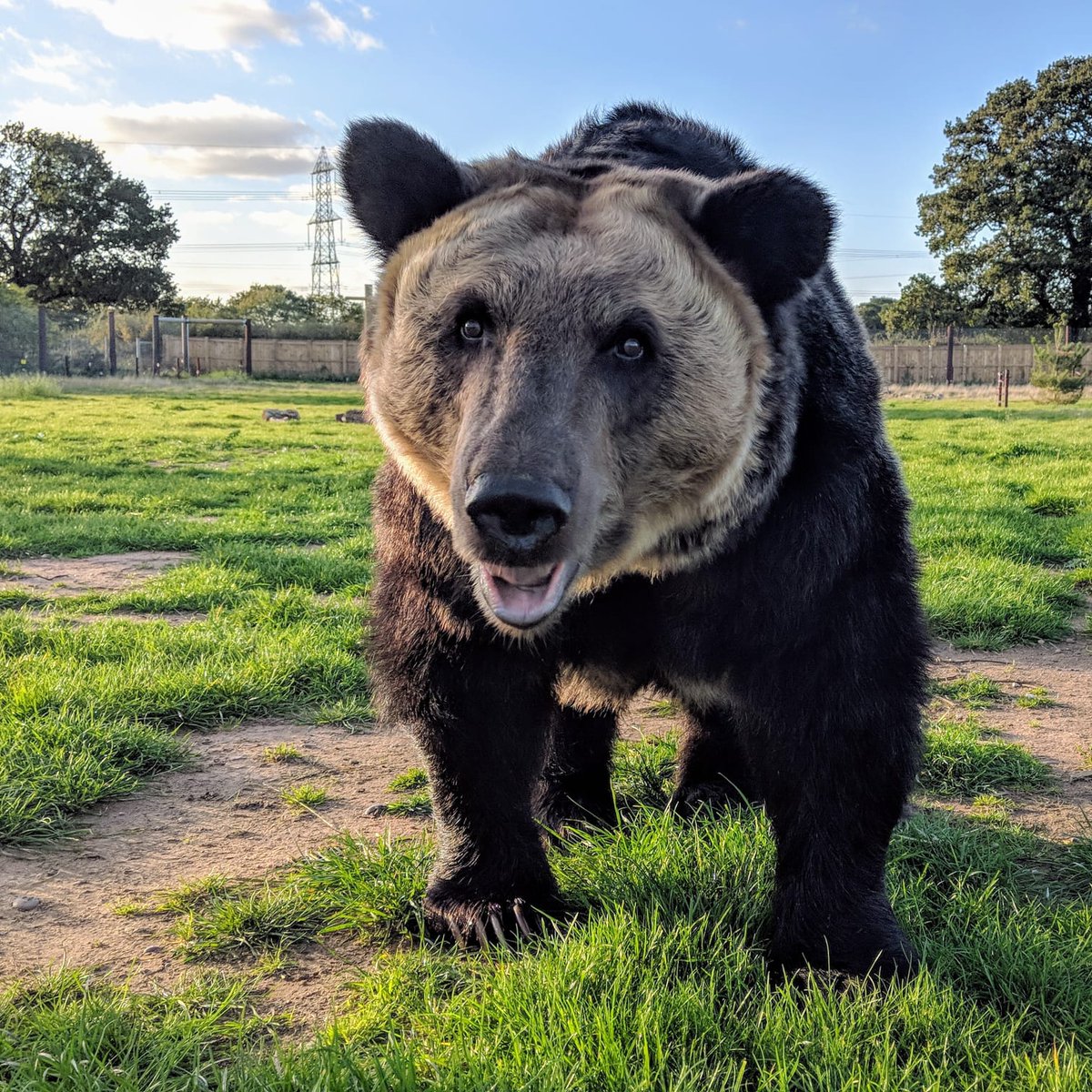 YorkshireWP's tweet photo. Look at this GORGEOUS photo of Hanako - isn't she beautiful? 😍

So amazing to see a happy, healthy Bear 🐻❤️ https://t.co/h4DZfZZvLA
