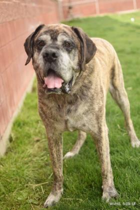 West Valley Humane tweet media