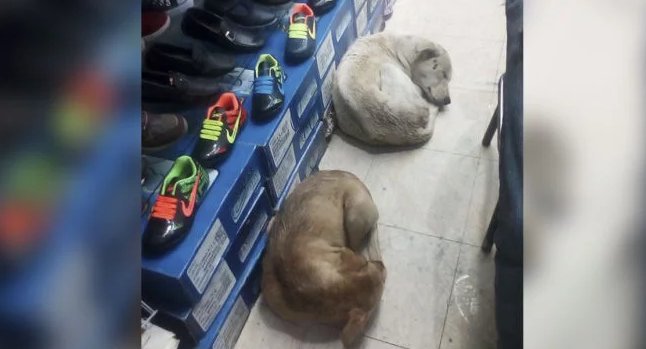 kiwoko's tweet photo. ¡Nos encantan estas historias!

Una zapatería de México permite que los peludos sin hogar se resguarden de las fuertes lluvias y duerman tranquilos en el establecimiento. https://t.co/yVJM6Bd2af https://t.co/tBAqEOYilm