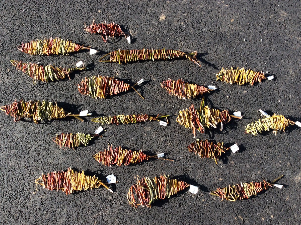 Y5 taking their 'The Lost Words' inspired willow weaving further, to create shoals of beautifully autumnal willow fish <a href="/icmbigpicture/">ICMBigBicture</a>