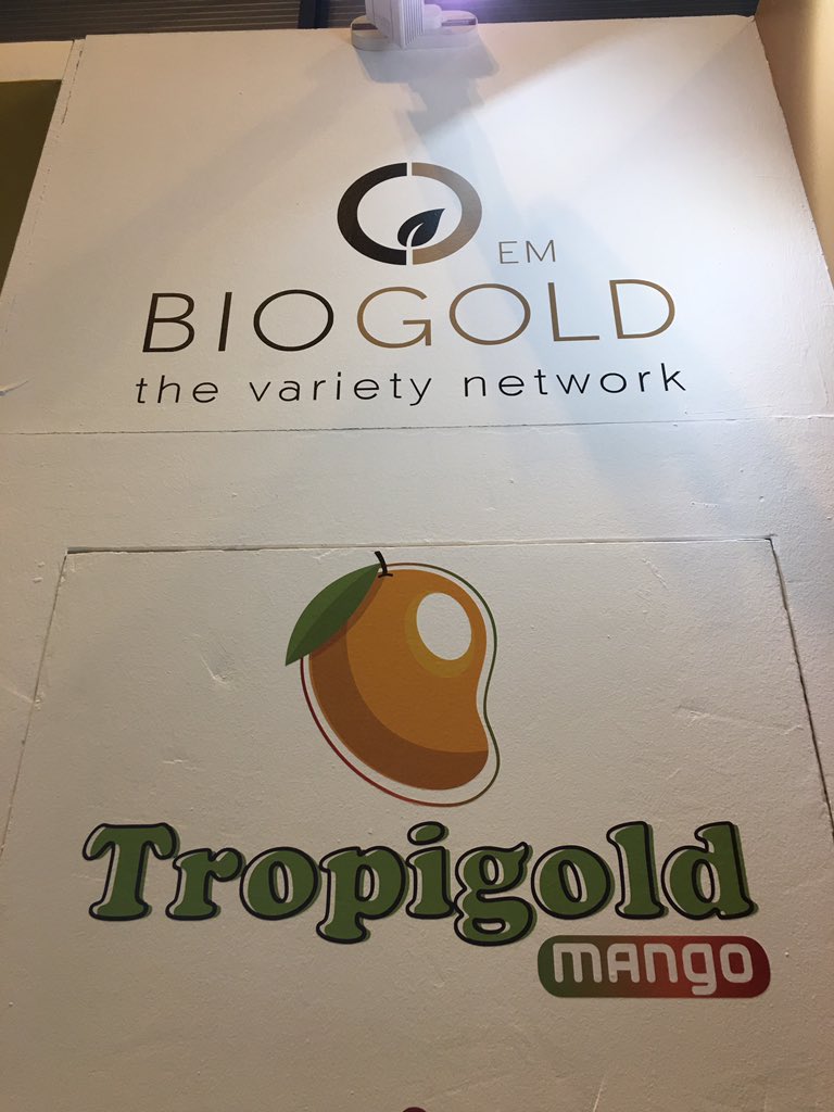 BIOGOLDEM's tweet photo. ¿Quieres conocer nuestra nueva variedad de mango lanzada? @Tropigold #frutastropicales #fruta #tropical #mango #mangoes #mangos #subtropicales #tropics #trpical #aguacate #agricultura 

Ven a nuestro stand a conocernos ! https://t.co/OYW8XMz9h8