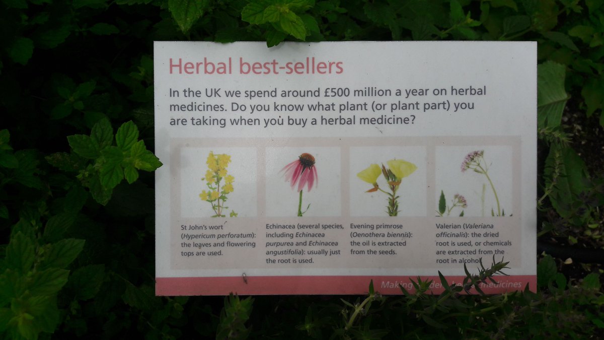 madebypurehands's tweet photo. Throwback to my Kew Gardens #BotanicalWalk. Apparently we spend around £500 million a year on herbal medicine.  Here's some info on 4 very popular ones and which part of the plant we use.
#StJohn'swort
#Echinacea
#Eveningprimrose
#Valerian
#Herbalremedies
#Herbalmedicine https://t.co/pUugwWHsxx