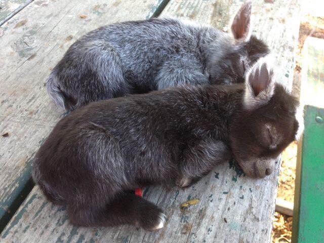 GossipRoomOff's tweet photo. Pour tous les amoureux des petites chèvres 🐐❤️ https://t.co/WhiUnYg6R8