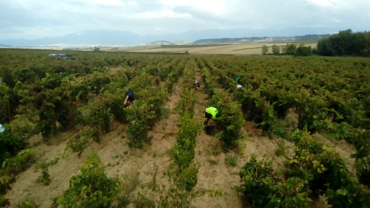 fincaallende's tweet photo. Y seguimos de vendimia en Los Pagos de #Gaminde y #Mingortiz  en Briones... y después la máquina de selección óptica de la Bodega funciona tan rápido que ni se ven las bayas o granos de uva. https://t.co/OGPsRBqPyp
