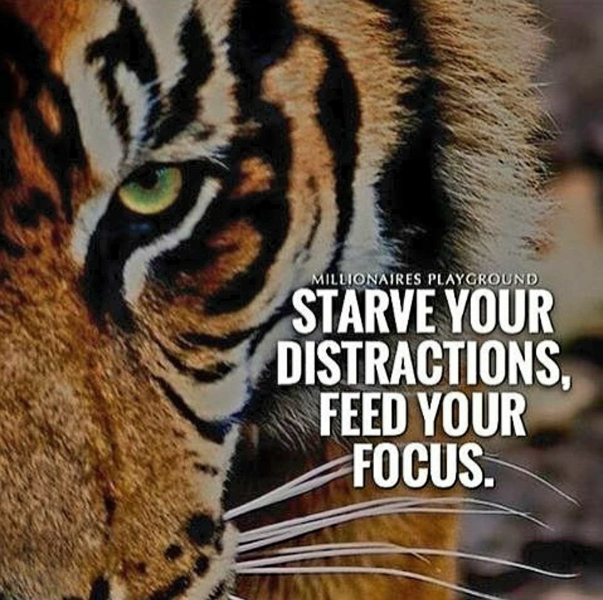 Starve your distractions; feed your #Focus! #JoyTrain #SuccessTRAIN #Joy #Success RT <a href="/suziday123/">Suzi Day</a>