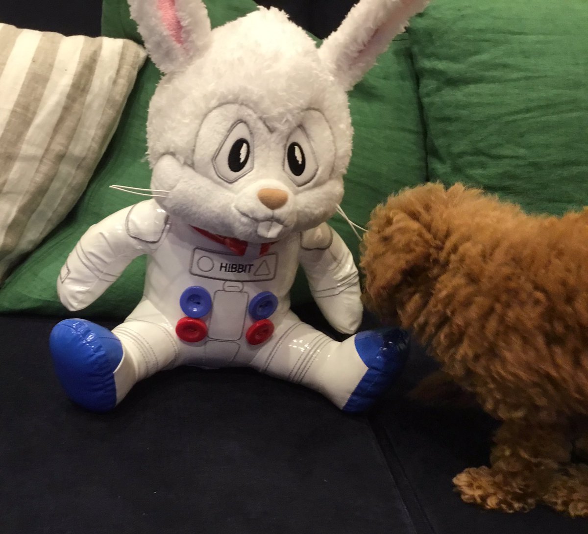 RT @koyamacoico: うちにもヒビットがやってきました🐰 #宇宙兄弟34巻