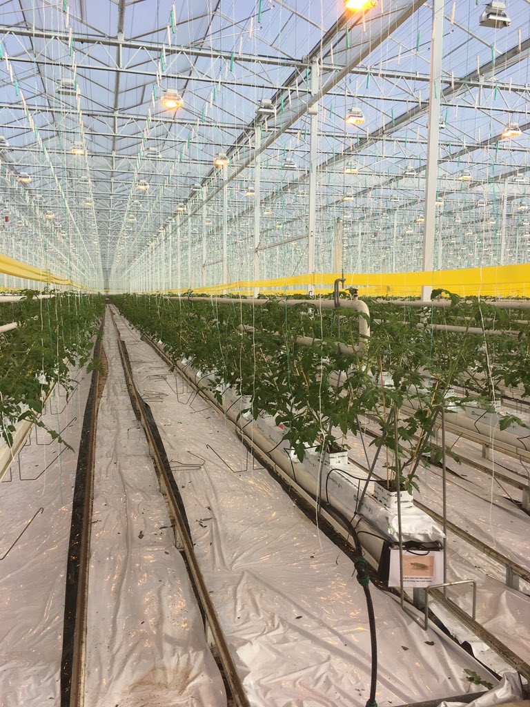 sublimato14's tweet photo. Planten in #westdorpe, prima weer ervoor. #brioso bloeit en groeit. https://t.co/j1DREvRhCV