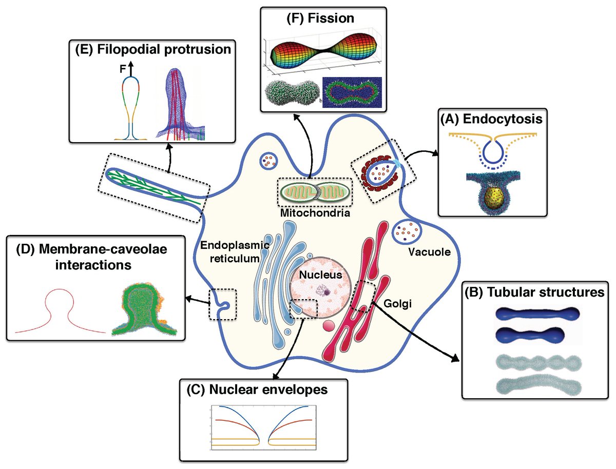 Biomolecules MDPI (Biomol_MDPI) Twitter