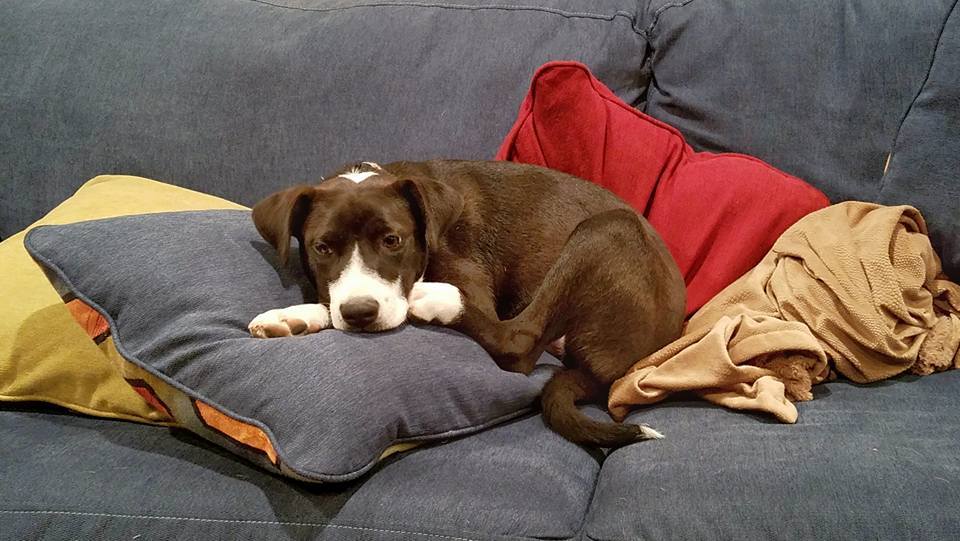 JonShaulis's tweet image. How do I dynamically populate a dropdown list for users to filter a report in SSRS? #SQLServer #SSRS #SQLNewBlogger jonshaulis.com/index.php/2018…