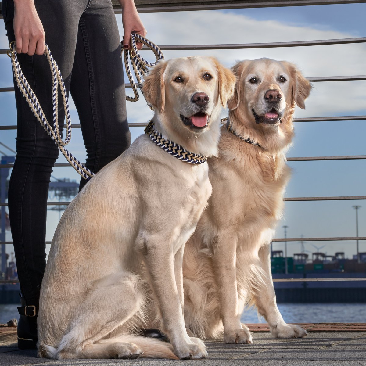_William_Walker's tweet photo. What could possibly be better than a #dog? Two #dogs. At best with #dogcollar #hanseatic -find it here https://t.co/bKTBM1UOxU 
#wwmoments #wwcrew #williamwalker #tuesdaythoughts #tuesday #doglove #doglovers #hund #hundeliebe #paracord  #fashion #love #passion #dogdesign #hhstyle https://t.co/Xqx2B5jmZ3