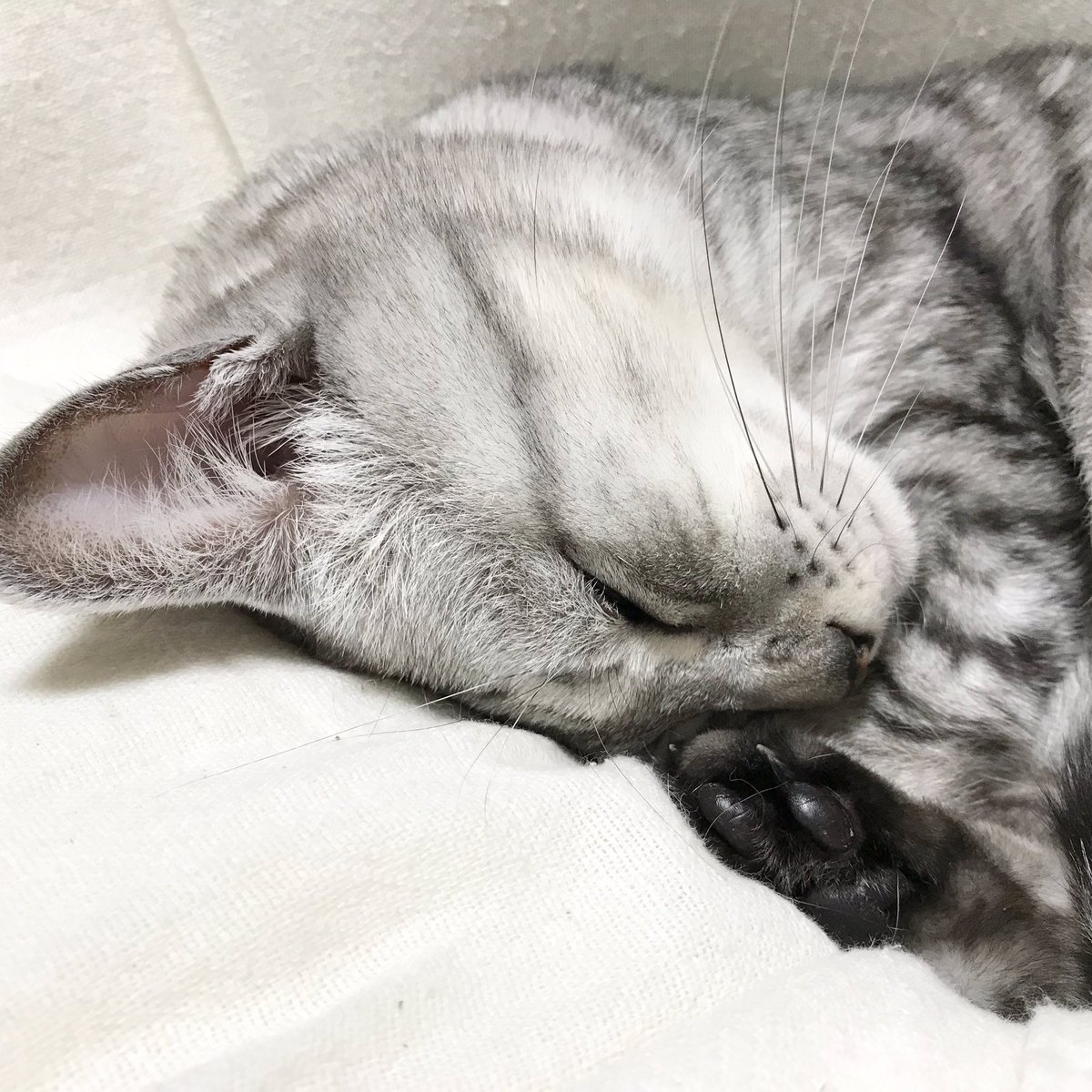 猫に包囲されている 猫に包囲されている