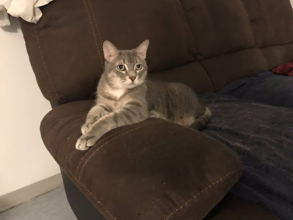 BattmanNRobyn's tweet photo. My new spot #catlife https://t.co/NctcX6QG1M