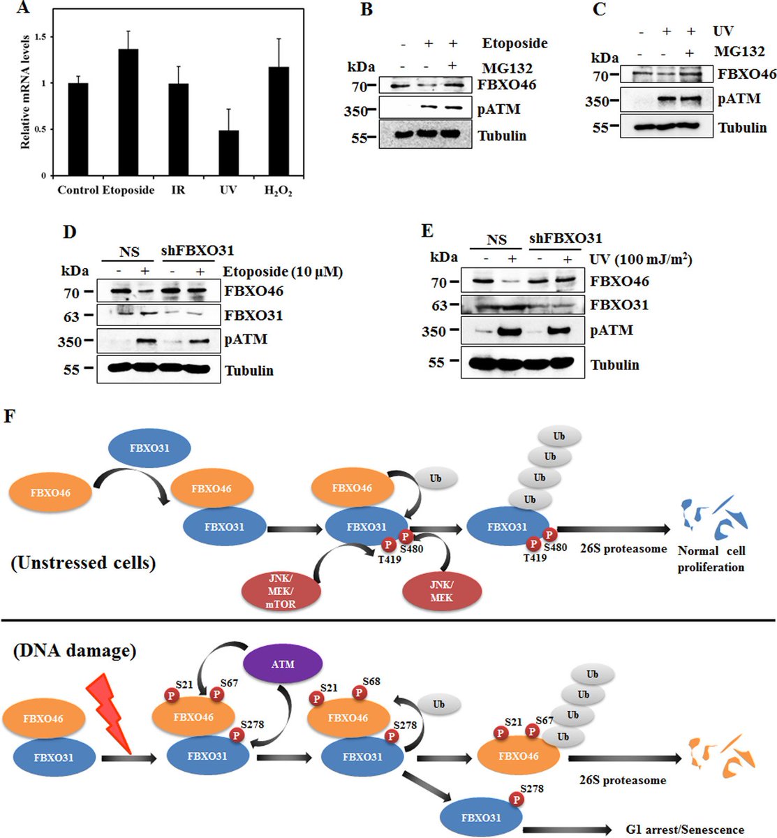 "Our findings reveal that FBXO46 is a crucial proteasomal
regulator of FBXO31 and thereby prevents senescence
in normal growth conditions."

bit.ly/2CycU3a