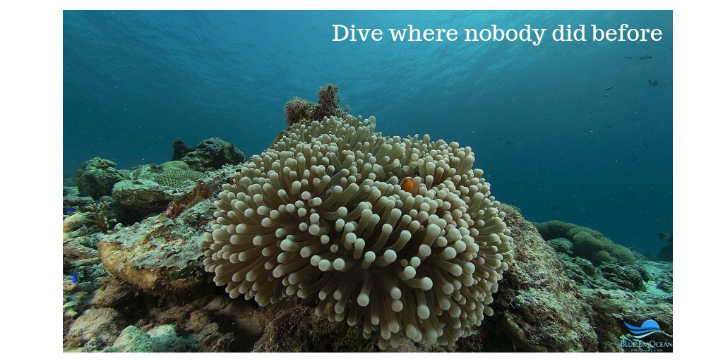Explore the newest dive destination within the world-famous Coral Triangle. 
#DiveDestination   #CoralTriangle
Blue EmOcean Resort’s SCUBA DIVE CENTER has been developed 'By Divers, For Divers' to provide a unique scuba diving experience.
CHECK IT OUT => ow.ly/o58530mkEGY