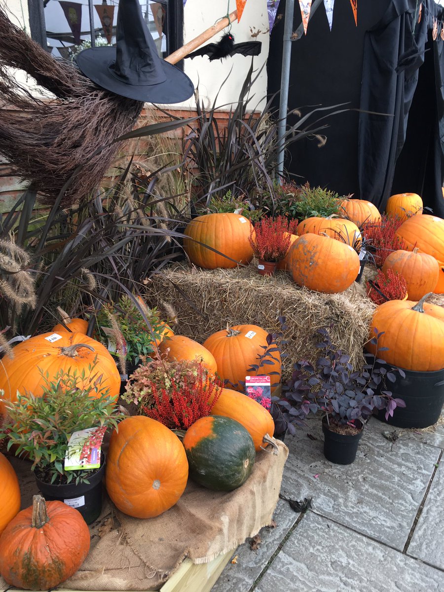 Wolvercroft's tweet photo. As well as this Sunday’s Pumpkin Festival, we have Pumpkins available from the Garden Centre all week.
#wolvercroft #gardencentre #alderholt #pumpkin https://t.co/SMUBooi7CM
