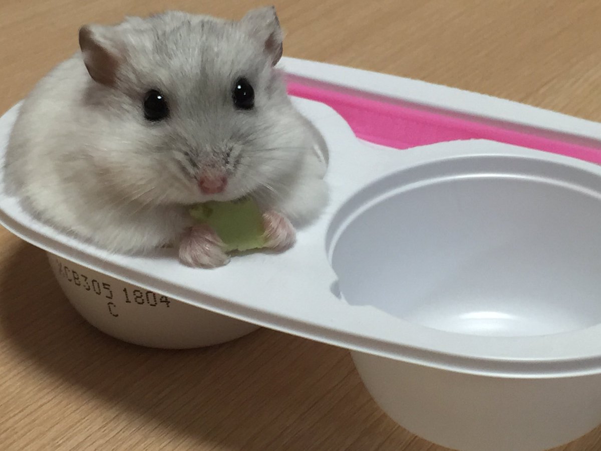 トロ Auf Twitter そうですね Snsなどに可愛いハムちゃんの写真や動画がいっぱいあるので飼っていなくても癒されると思います ありがとうございます