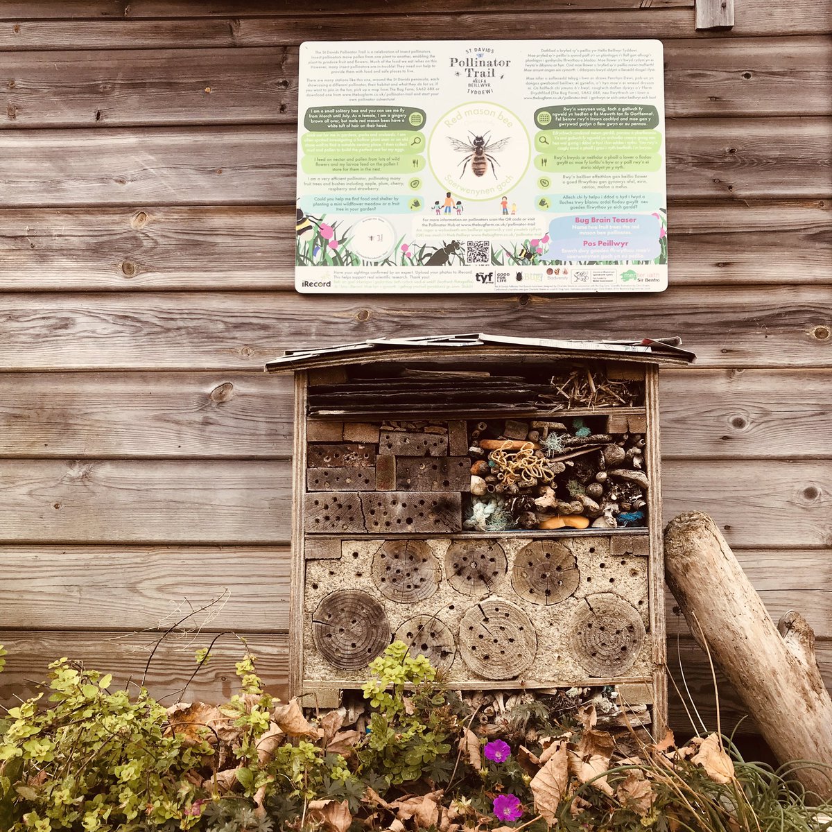 TYFAdventure's tweet image. Minister for Environment unveils St Davids as Wales’ first ‘Bee Friendly’ city

Read more: wales247.co.uk/minister-for-e…

Pic: The TYF Cabin, St Davids