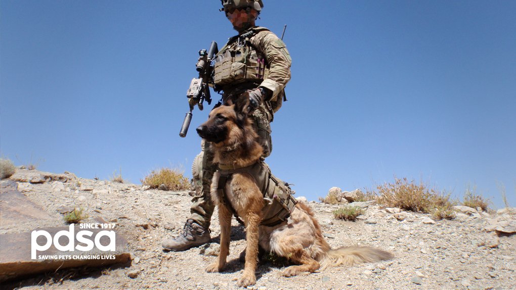 Today #MilitaryWorkingDog, Kuga, will be posthumously honoured with the #PDSADickinMedal in #Australia. Kuga saved the lives of his unit by alerting them to an enemy ambush. #VictoriaCross recipient Mark Donaldson will receive Kuga's award on his behalf.