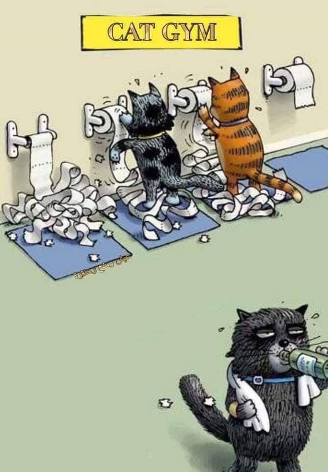 high_paw's tweet photo. Haha! I hope you laughed? I sure did! 😹#tuesdayfunny #highpawpetsupplies https://t.co/EmNP8IsIYq