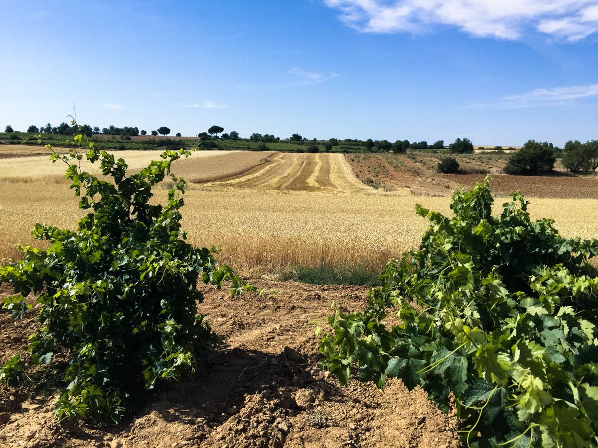 Our province is painted yellow by all the fields of grain, but in between we find small hidden treasures. In Mucientes we came across this old #Tempranillo vineyard from 1941. #LaProvincia #PrietoPariente