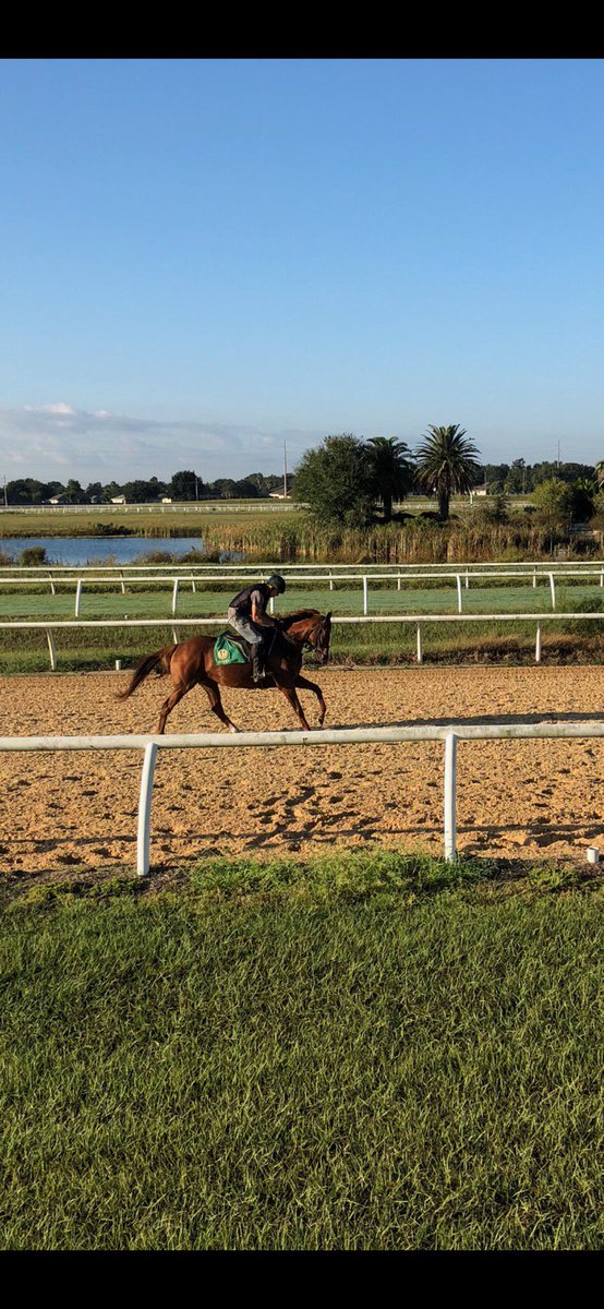 EQUIstaff's tweet photo. Happy Tuesday from Team Equistaff. Check out Lucky and Orlando Up!!! #Lucky #Racehorses #Gettingraceready #TeamEquistaff #Thoroughbreds #Racelife https://t.co/gjcKT6lCne