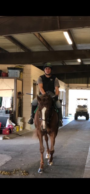 EQUIstaff's tweet photo. Happy Tuesday from Team Equistaff. Check out Lucky and Orlando Up!!! #Lucky #Racehorses #Gettingraceready #TeamEquistaff #Thoroughbreds #Racelife https://t.co/gjcKT6lCne