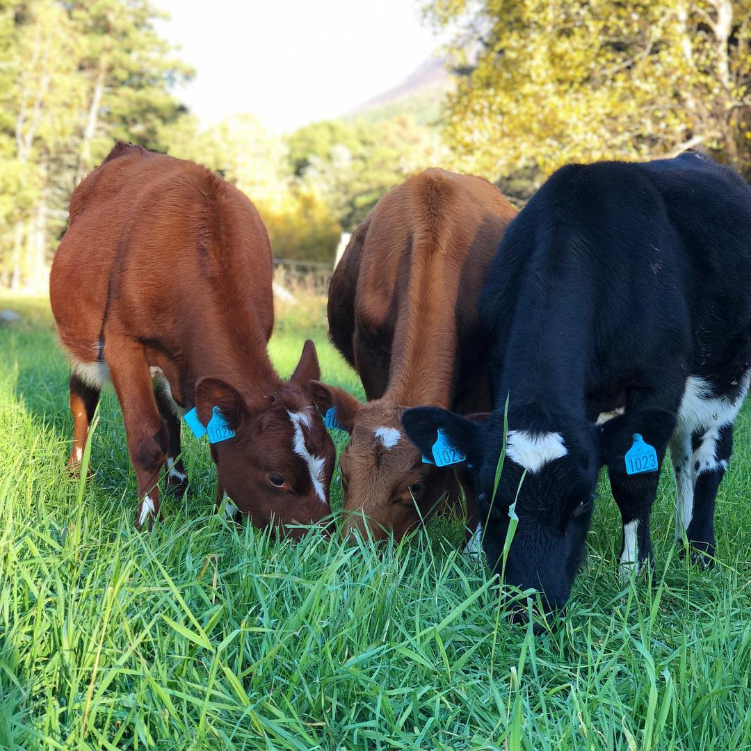 NorwegianRed's tweet photo. Norwegian Reds grazing 🍀 🐮 ❤️
#norwegianred
📸@orstadhaugen
•
•
•
•
#instacows #dairyfarming #cattle #cows_ https://t.co/pB8zDJWASd