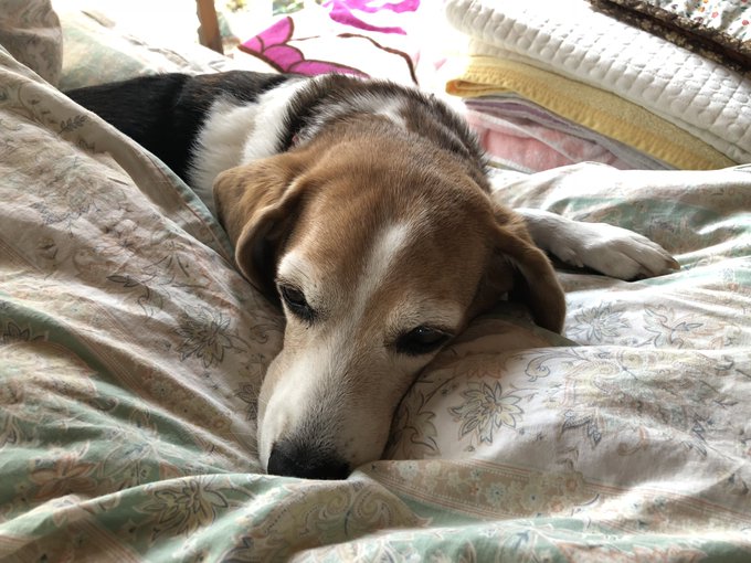 寝てるのtwitterイラスト検索結果 古い順