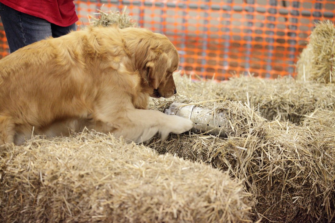houndsgrounds's tweet photo. Automatic Subject - https://t.co/mLjFNT6VBr https://t.co/88NJVyf8nr