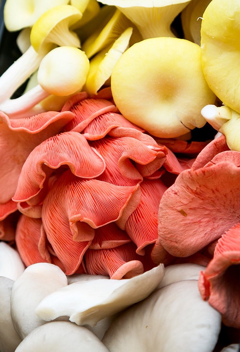 Looking forward to cooking up a storm in <a href="/BoothsCountry/">Booths Supermarket</a> this weekend 🔥🍄 Pop by the Burscough and Penwortham store between 11am - 3pm to trial our Oriental Mix 🍄
Free chopsticks, pencils and cookery guides for all food tasters!