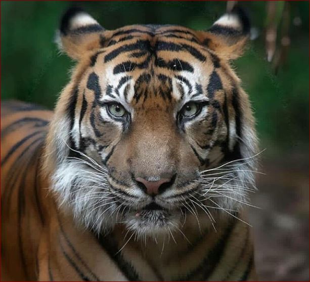 globalphotos200's tweet photo. #lions #lioness #tiger #tigress
#cats #bigcats #cubs
#animallovers #zoo #predator #wilderness #savethetigers #endangered #bigcub
#beasts #roar #growl #hunt #kingofthejungle #kitten #meow #panther #jaguar #lion
#king #kings #prince
#queen #princess #sex #sexy #seks #amazing https://t.co/rHV1biqFku