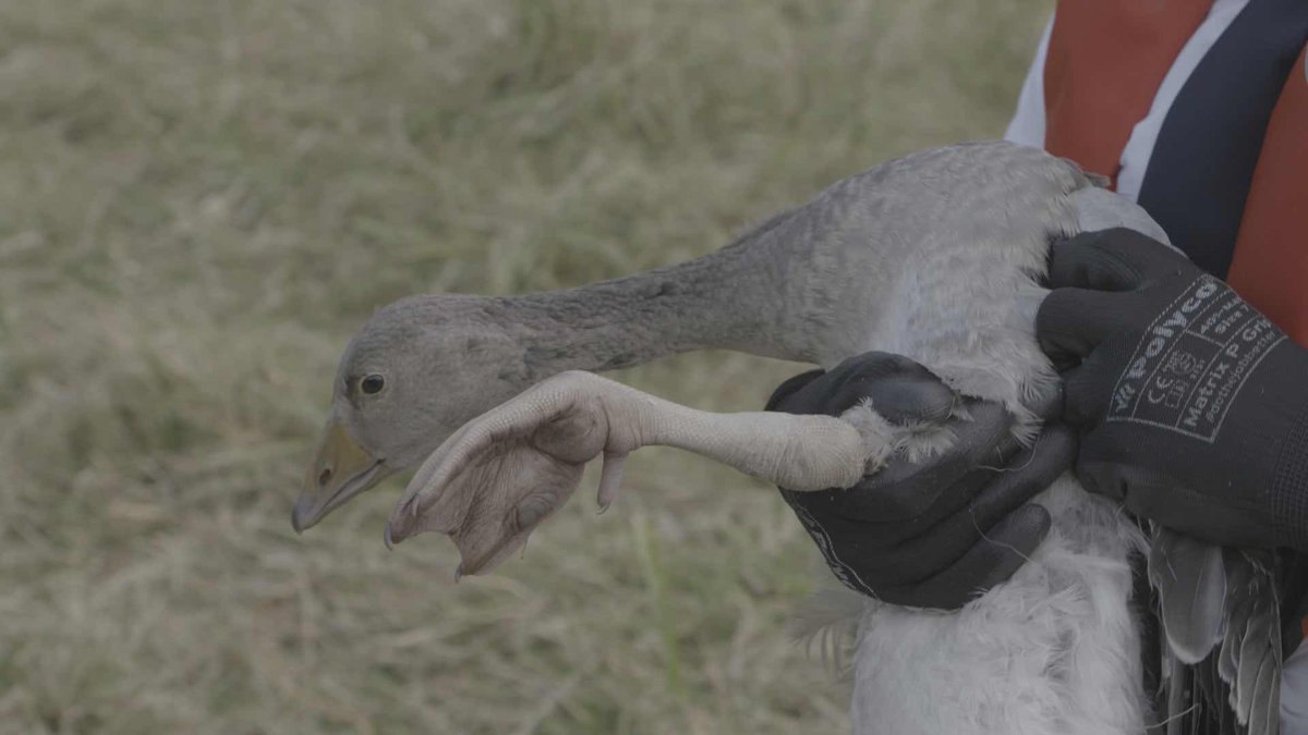 SaveWildlifeTV's tweet photo. @RSPCA_official rescue a gosling with fishing line around its leg. Its a nasty injury.
Watch Saving Britain's Wildlife on @QuestRedtv Wednesdays 8pm
Freeview 38, Freesat 169, Sky 149, Virgin 215.
#savebritwild #wildlife https://t.co/JkESWTQsxW