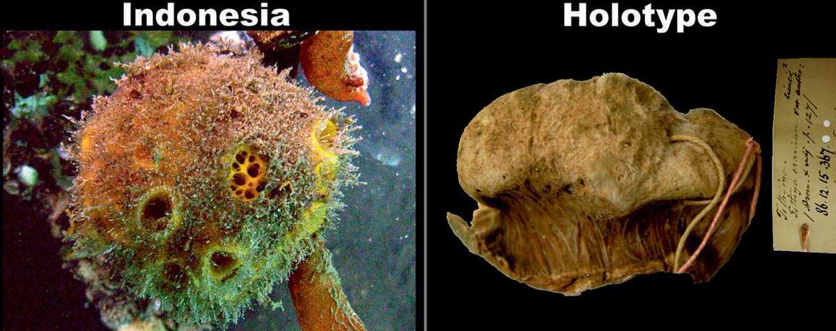 ZooKeys_Journal's tweet photo. Extensive review of both taxonomic literature & #holotypes for the “moon #sponges” of the Indo-Pacific.
Article: https://t.co/SQx7doCtmf #Porifera #demosponges #taxonomy #biodiversity #MarineDiversity https://t.co/7cEFfgpWjz